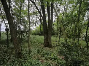 Prodej lesa, Čečelice, 21226 m2