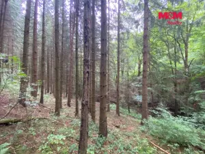 Prodej lesa, Strážná, 11485 m2