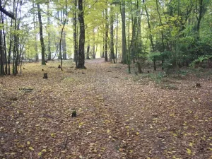 Prodej lesa, Doubek, 15479 m2