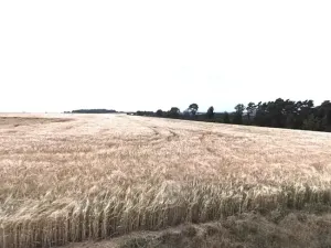 Prodej podílu pole, Kokořín, 1083 m2