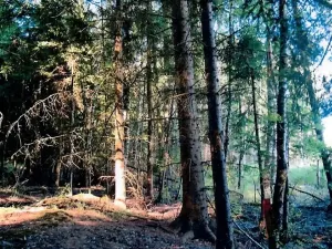 Prodej lesa, Radkovice u Budče, 755 m2