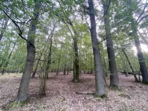 Prodej lesa, Ostřetín - Vysoká u Holic, 11957 m2