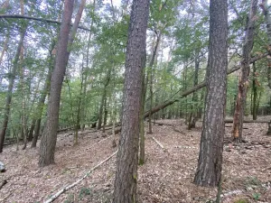 Prodej lesa, Ostřetín - Vysoká u Holic, 11957 m2