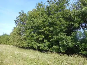 Prodej lesa, Meziříčko, 4066 m2
