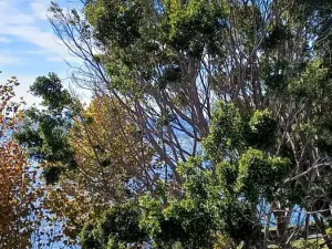 Prodej bytu 1+kk, Estepona, Španělsko, 43 m2