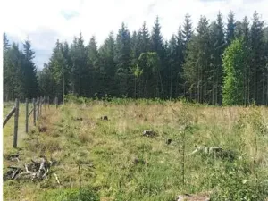 Prodej lesa, Žirovnice, 2626 m2