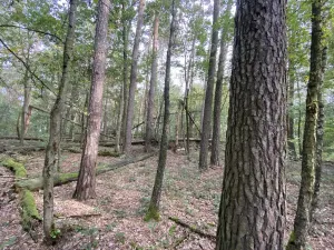 Prodej lesa, Ostřetín - Vysoká u Holic, 5528 m2