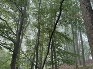 Prodej podílu lesa, Velký Ořechov, 2457 m2