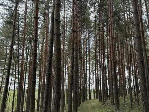 Prodej lesa, Slavče, 8298 m2