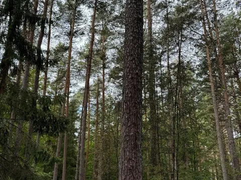 Prodej lesa, Slavče, 18161 m2