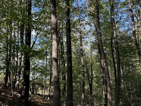 Prodej podílu lesa, Žulová, 7174 m2