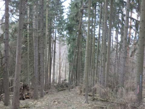 Prodej lesa, Ludkovice, 5834 m2