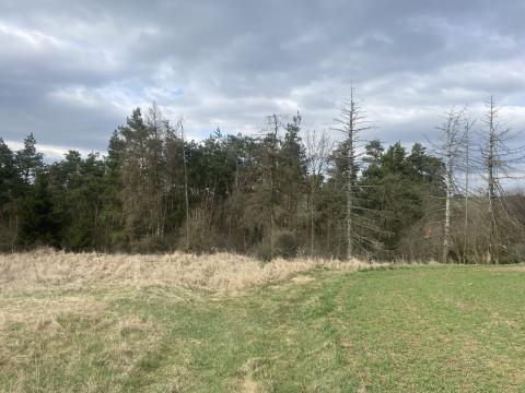Prodej lesa, Slavičky - Pozďátky, 2084 m2