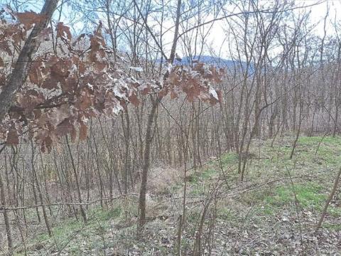 Prodej podílu lesa, Ivančice, 1545 m2