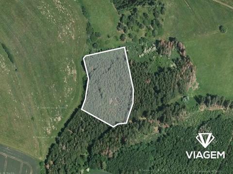 Prodej podílu lesa, Radošovice, 1195 m2