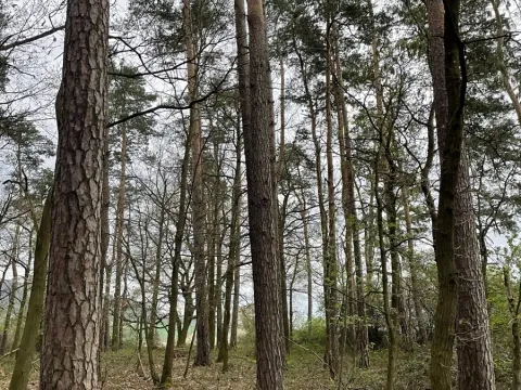 Prodej lesa, Hradiště, 3845 m2