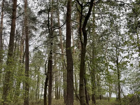 Prodej lesa, Hradiště, 5650 m2