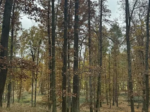 Prodej podílu pozemku, Dolní Lukavice, 43384 m2