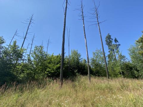 Prodej lesa, Kožichovice, 2269 m2