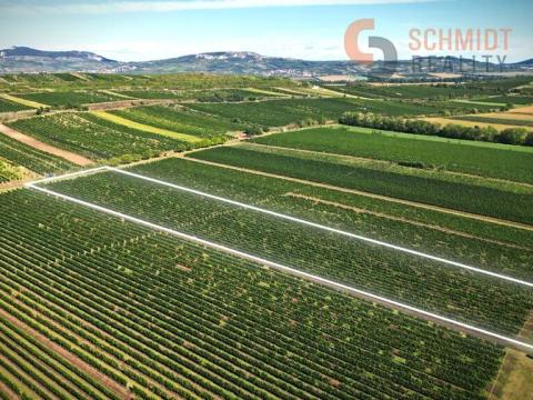 Prodej sadu/vinice, Březí, 15935 m2