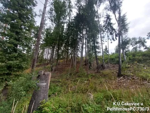 Prodej lesa, Pelhřimov, 11380 m2