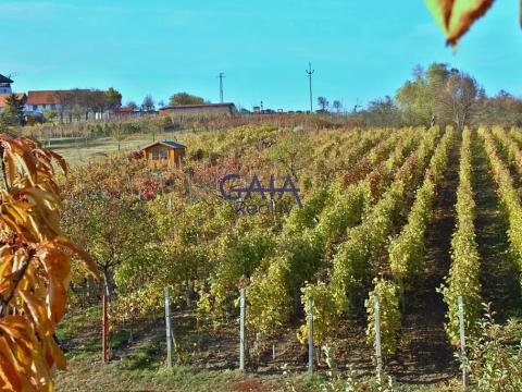 Prodej pozemku, Bukovany, 957 m2