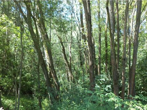 Prodej pozemku, Přídolí - Všeměry, 3581 m2