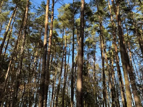 Prodej pozemku, Slabčice, 9236 m2