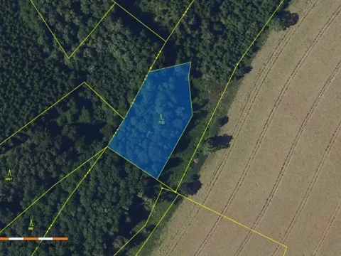 Prodej lesa, Česká Bělá, 2647 m2