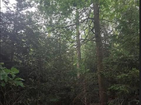 Prodej lesa, Mnich, 3111 m2