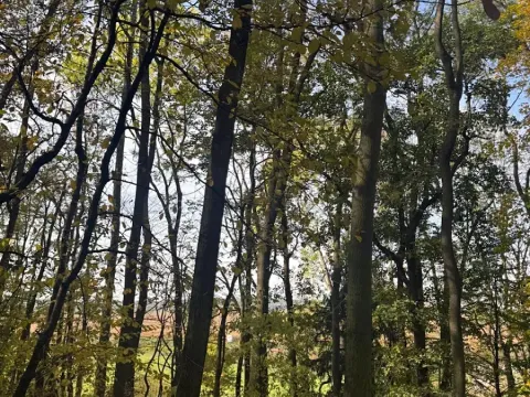 Prodej lesa, Jeníkovice, 12606 m2