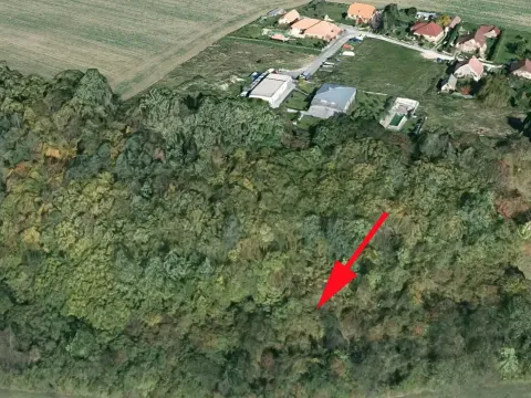 Prodej lesa, Skuteč, 3111 m2