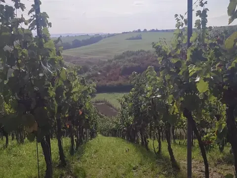Prodej sadu/vinice, Blučina, 2677 m2