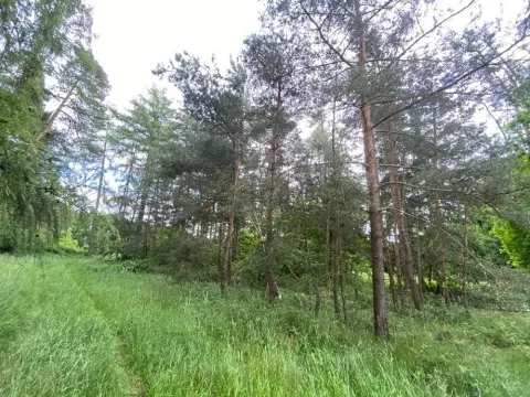 Dražba lesa, Blížejov, 4624 m2