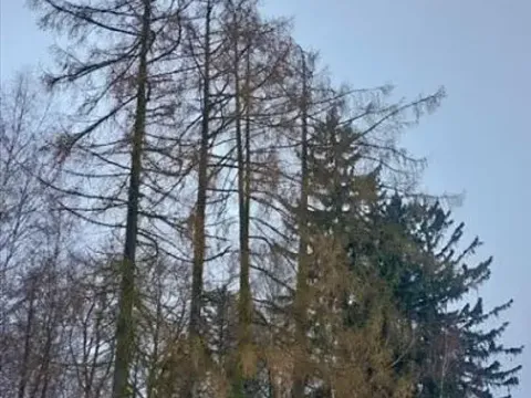 Prodej lesa, Lidmaň, 297 m2