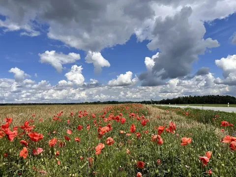 Prodej podílu louky, Veselí nad Lužnicí, 456 m2
