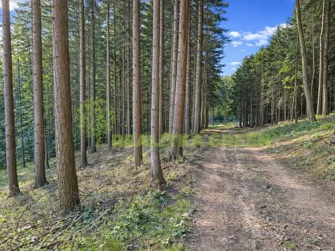 Prodej lesa, Zlín, 152613 m2