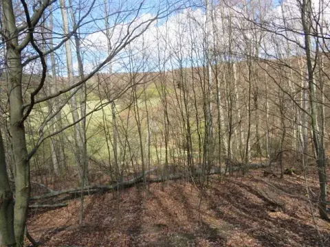 Dražba louky, Javorník, 16551 m2