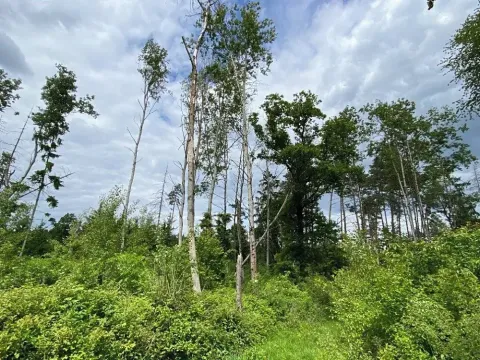 Dražba lesa, Blížejov, 4481 m2