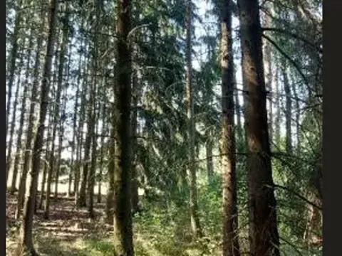 Prodej lesa, Červená Řečice, 52 m2