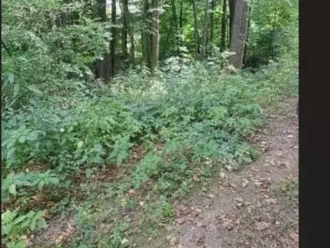 Prodej lesa, Červená Řečice, 136 m2