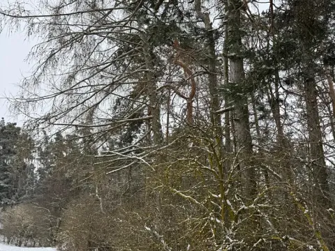 Prodej podílu lesa, Boskovštejn, 1959 m2