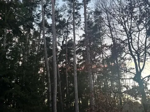 Prodej podílu lesa, Puclice, 12856 m2