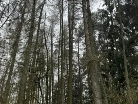Prodej podílu lesa, Frymburk, 7982 m2
