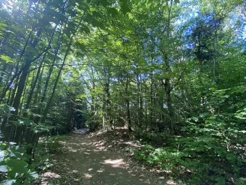 Prodej lesa, Svébohov, 239 m2