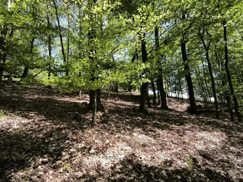 Prodej lesa, Lesnice, 1410 m2