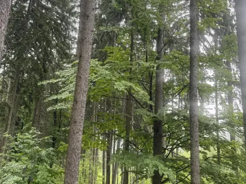 Prodej podílu lesa, Velké Hamry, 1819 m2