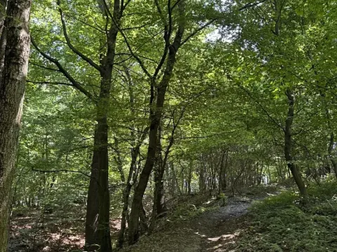 Prodej lesa, Petřvald, 5120 m2