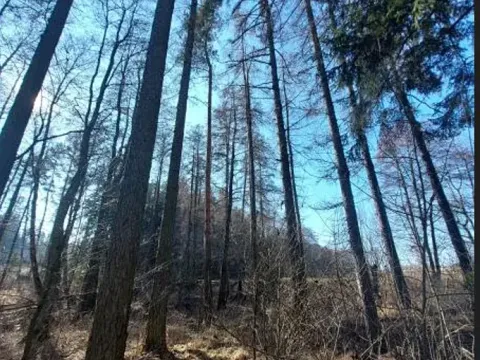 Prodej lesa, Čáslavsko, 2039 m2