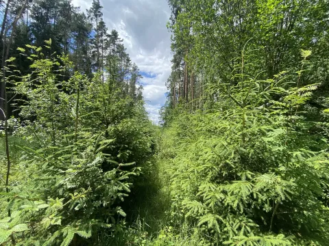 Prodej lesa, Slabčice - Nemějice, 1004 m2